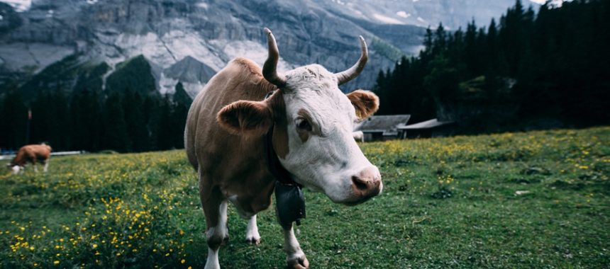 white and brown cow in switzerland mountains